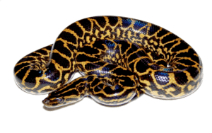 Green anaconda Snake Yellow anaconda, Anaconda HD, animals, scaled Reptile png