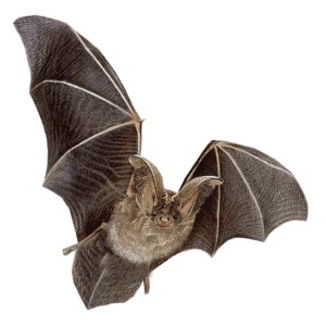 Flying bat, fly, bat png