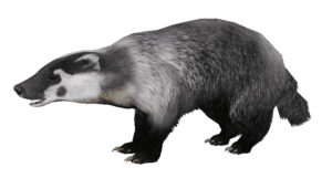 black and white badger, Badger, Badger png