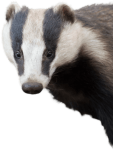 White and black skunk, Badger, Badger png