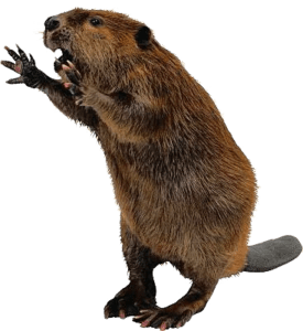 Beaver, Beaver png