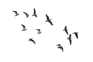 Bird Flight Gulls, flying bird, low angle view of flying birds, animals, flight png