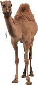 Adult brown camel, Dromedary Bactrian camel, Camel, animals, terrestrial Animal png