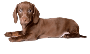 Dog, brown dachshund puppy, png