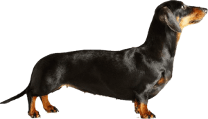 Animals s, black and tan dachshund, png