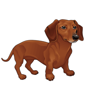 Dachshund, mammal, carnivoran png