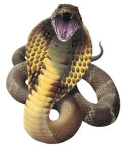 Brown cobra, Snake King cobra Reptile Gaboon viper, Cobra Snake File, image File Formats, animals png