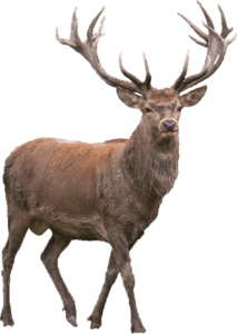 Red deer Elk Barasingha, deer, deer illustration, antler, mammal png