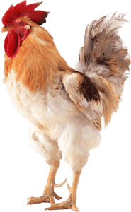 Cock, Cock png