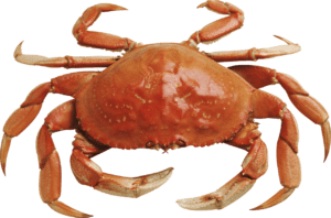 Crab Icon, Crab, crustacean, food png