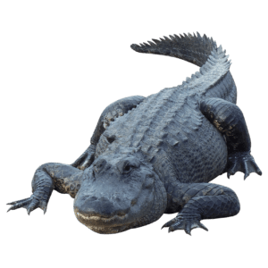 Black crocodile, Alligator Crocodile, Crocodile, image File Formats, animals png